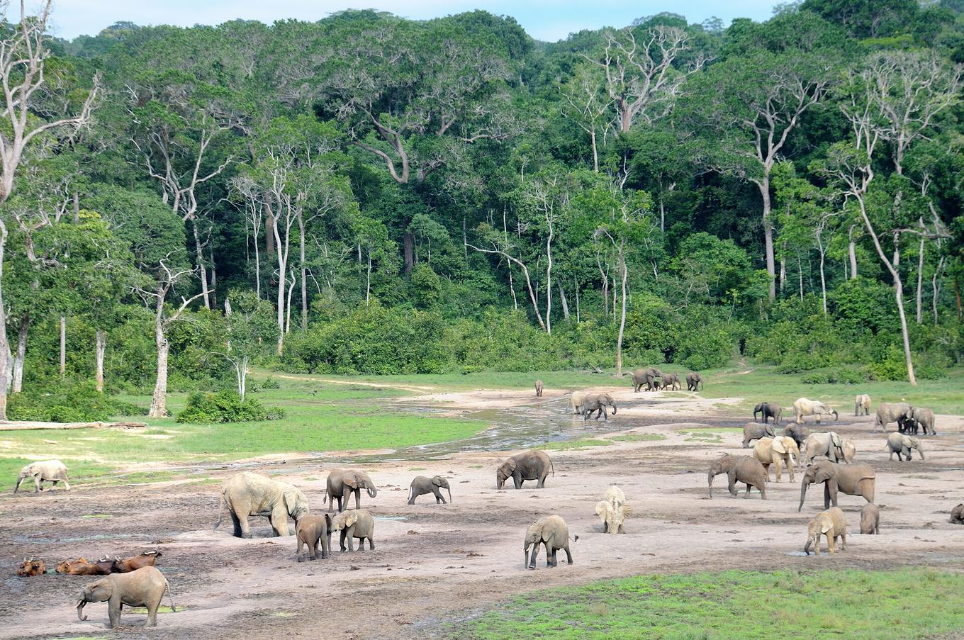 Éléphants de forêt dans la clairière de Dzanga Bai, à Dzanga-Sangha